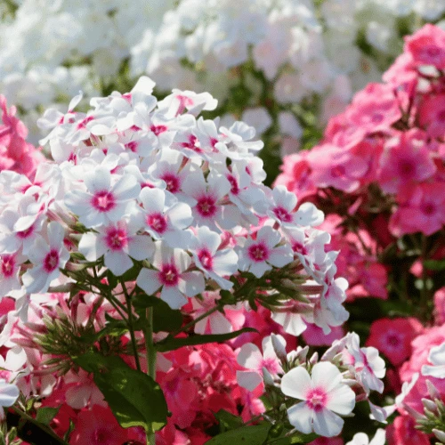 Garden Phlox
