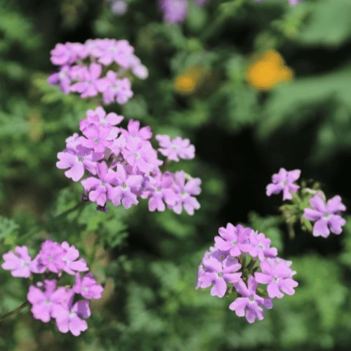 Garden Verbena