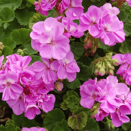 Geranium
