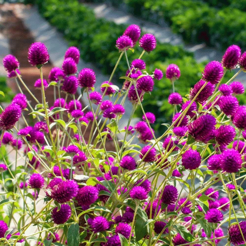Gomphrena