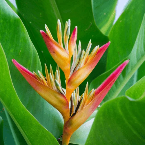 Heliconia