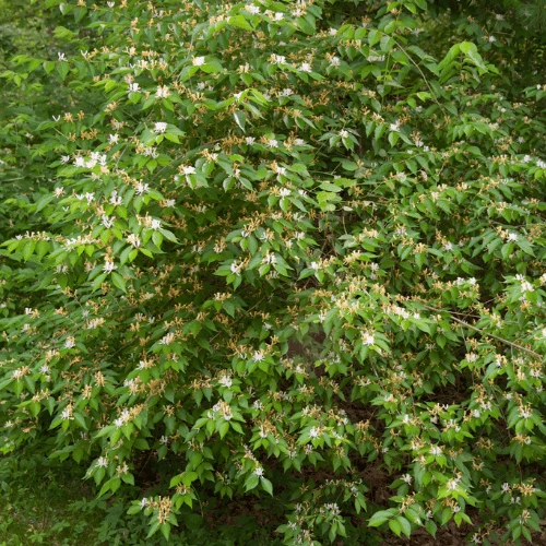 Honeysuckle