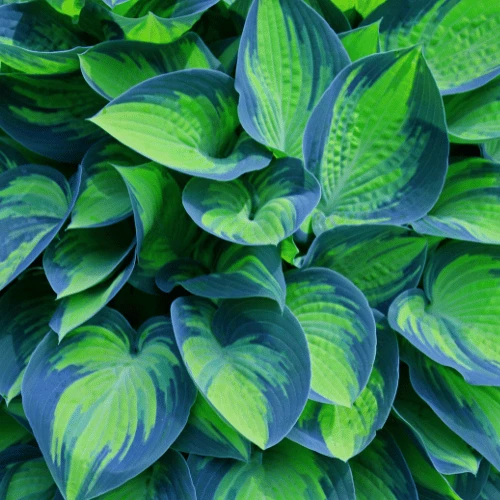 Hosta