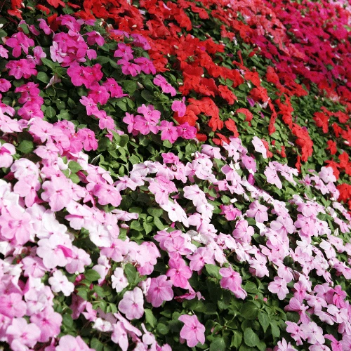 Impatiens