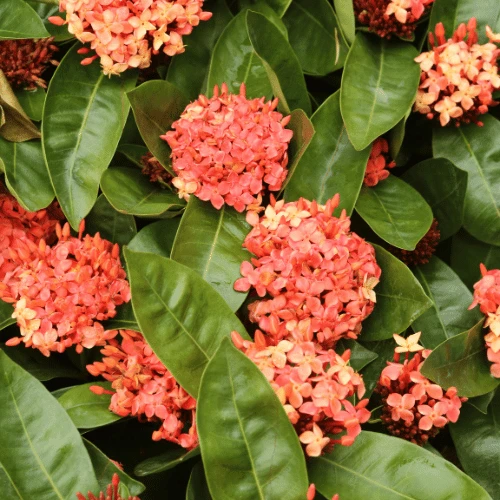 Ixora