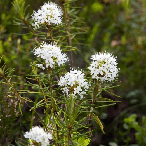Labrador Tea