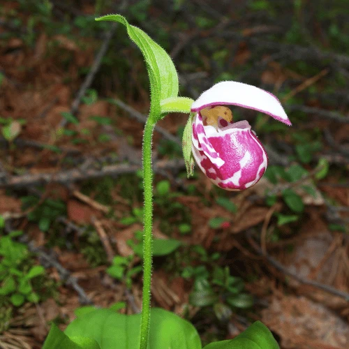 Lady's Slipper Orchid