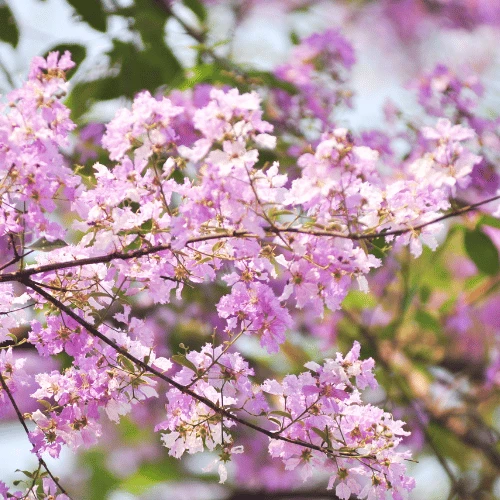Crepe Myrtle