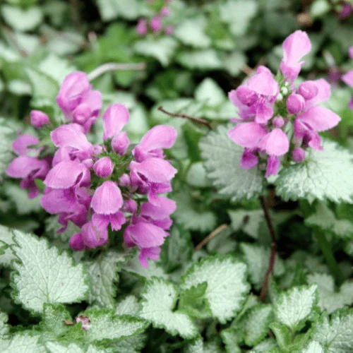 Lamium