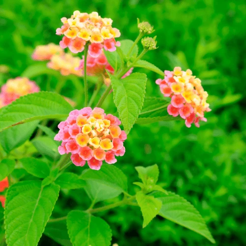 Lantana
