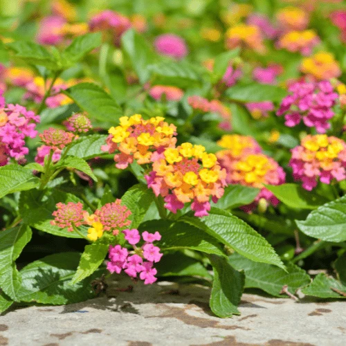 Lantana