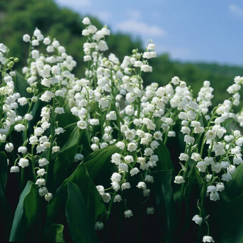 Lily of the Valley