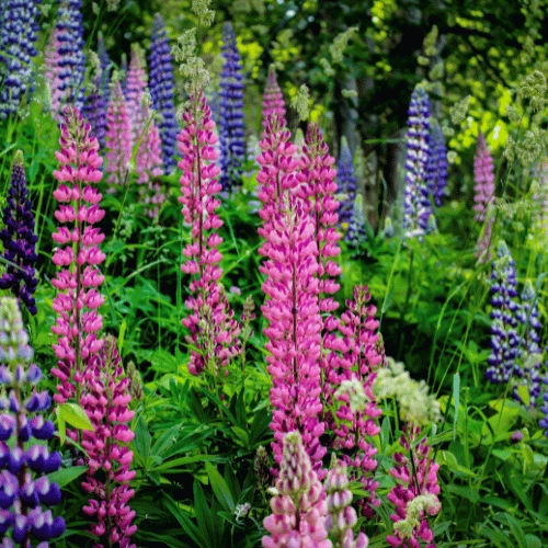 Lupine