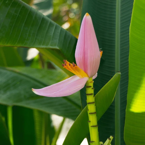 Musa Flower