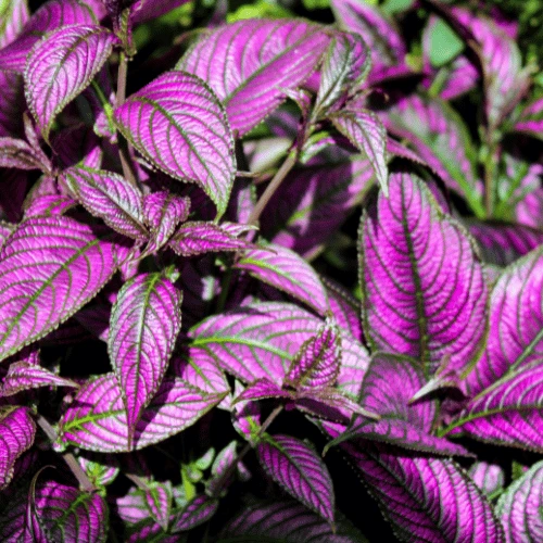 Persian Shield