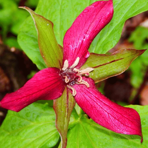 Prairie Trillium