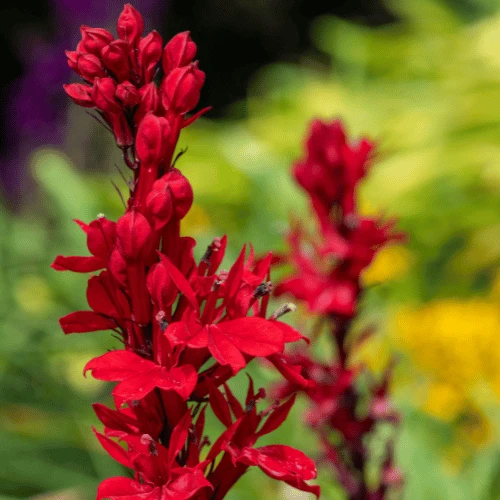 Red Cardinal Flower