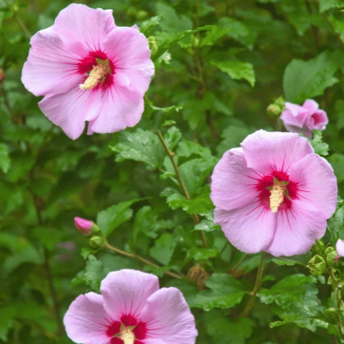 Rose of Sharon