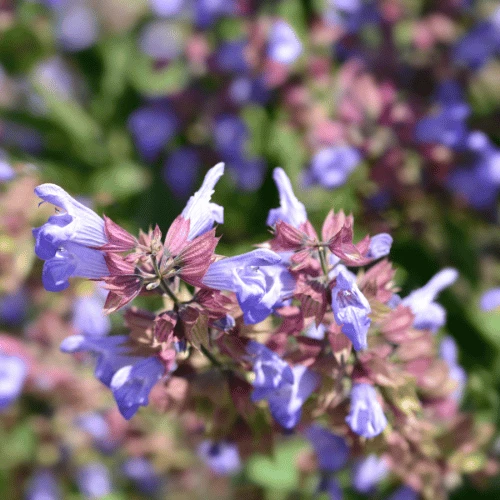 Salvia