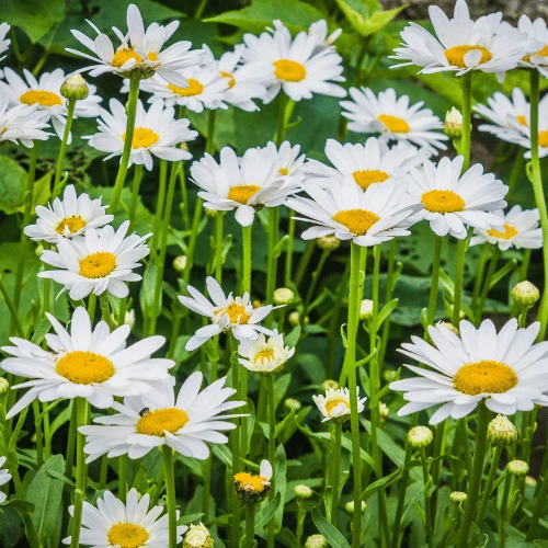 Shasta Daisy