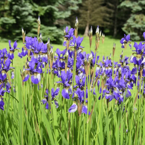 Siberian Iris