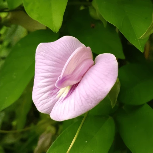 Spurred Butterfly Pea
