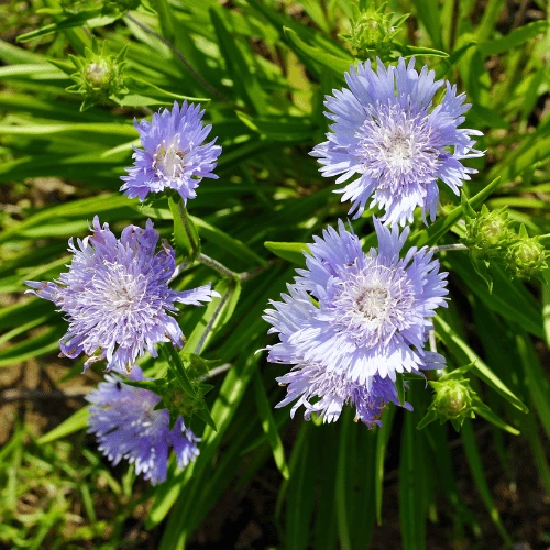 Stokes Aster