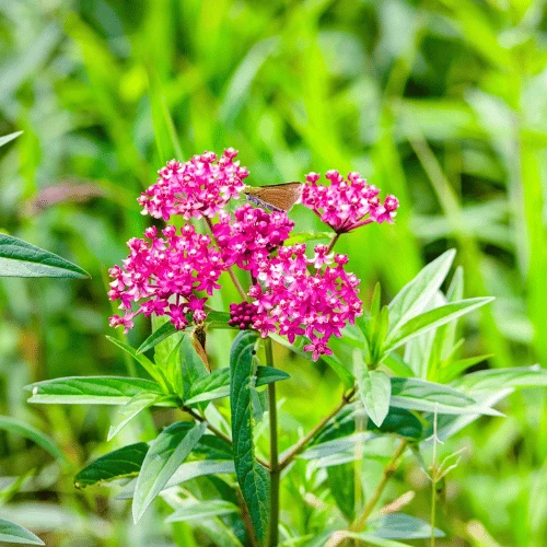 Swamp Milkweed