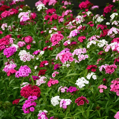 Sweet William
