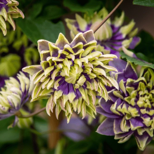 Taiga Clematis
