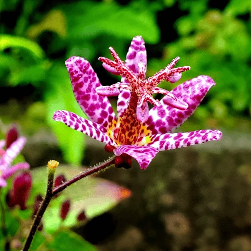 Toad Lily