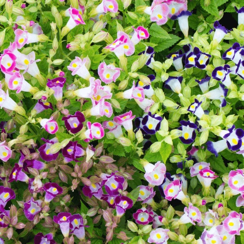 Torenia