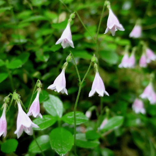 Twinflower