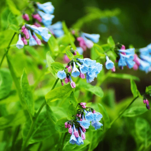 Virginia Bluebells
