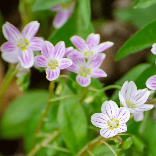 Virginia Spring Beauty