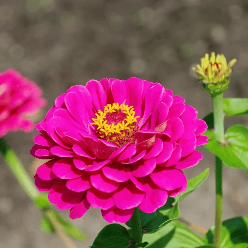 Zinnia