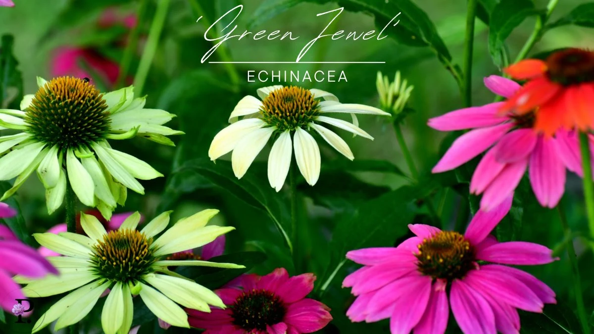 Echinacea 'Green Jewel'
