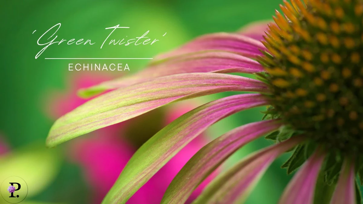 Echinacea 'Green Twister'