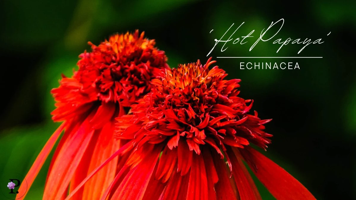Echinacea 'Hot Papaya'