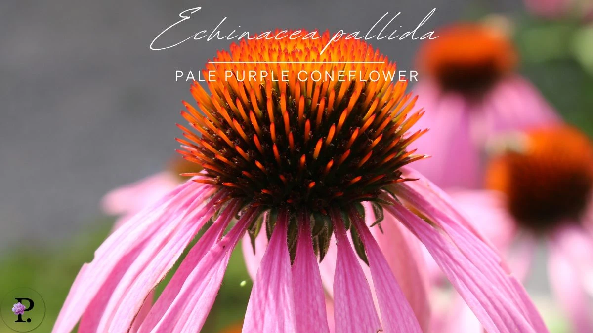 Echinacea pallida (Pale purple coneflower)