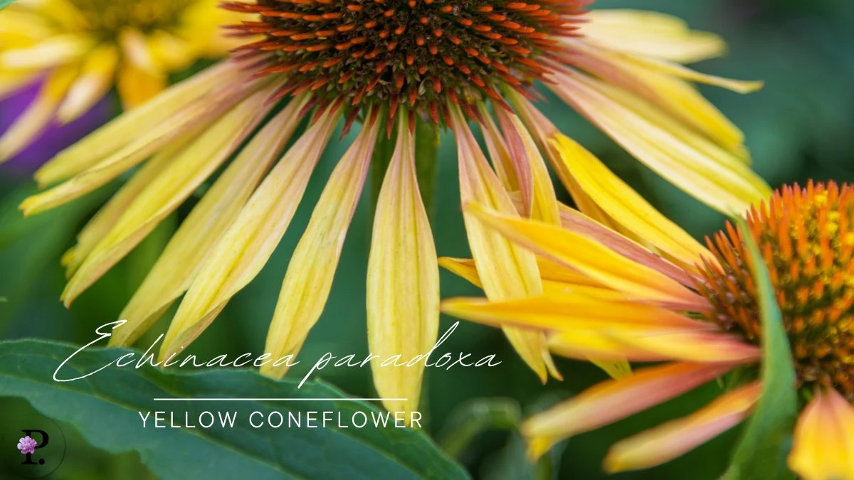 Echinacea paradoxa (Yellow coneflower)