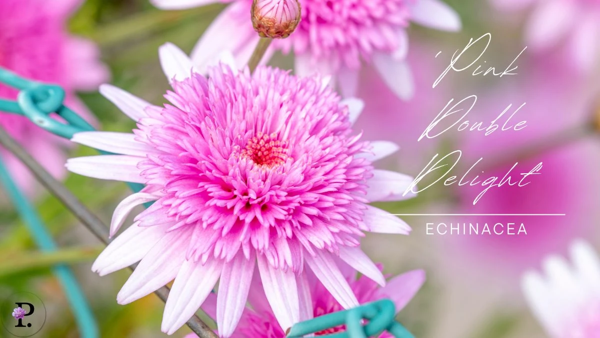Echinacea 'Pink Double Delight'