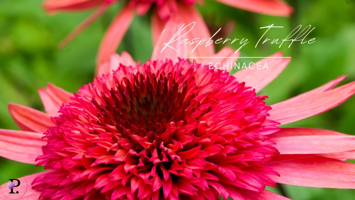 Echinacea 'Raspberry Truffle'