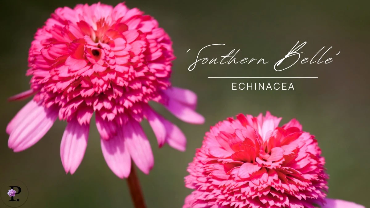 Echinacea 'Southern Belle'