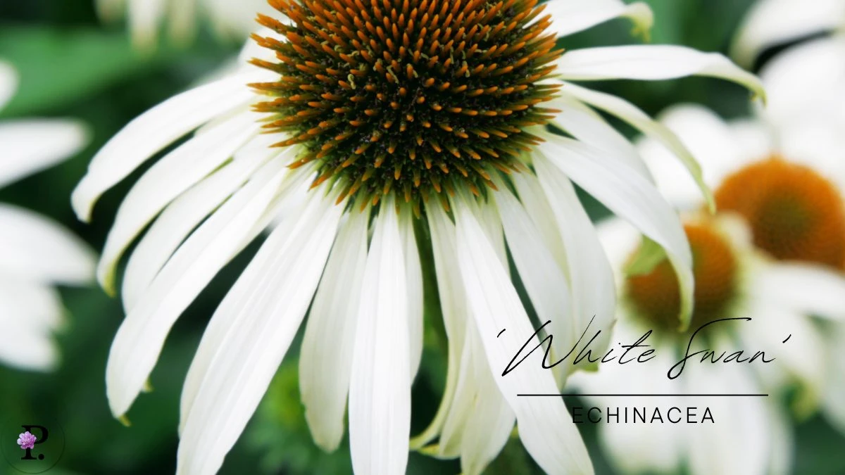 Echinacea 'White Swan'