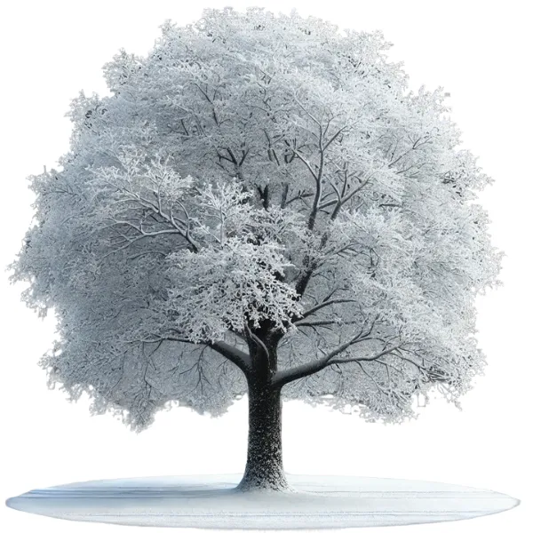 Snow Covered Tree in Winter